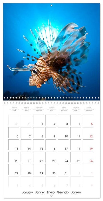 Diving - The wonderful water world (CALVENDO Monthly Calendar 2025)