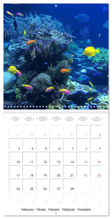 Diving - The wonderful water world (CALVENDO Monthly Calendar 2025)