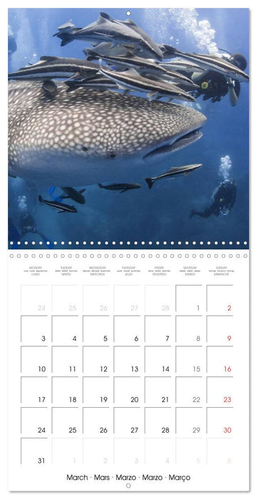 Diving - The wonderful water world (CALVENDO Monthly Calendar 2025)