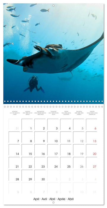 Diving - The wonderful water world (CALVENDO Monthly Calendar 2025)