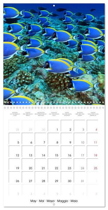 Diving - The wonderful water world (CALVENDO Monthly Calendar 2025)