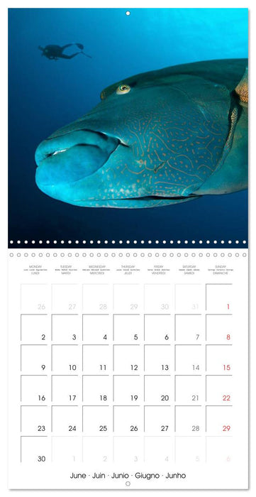 Diving - The wonderful water world (CALVENDO Monthly Calendar 2025)