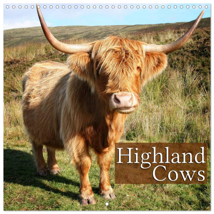 Highland Cows (CALVENDO Monthly Calendar 2025)