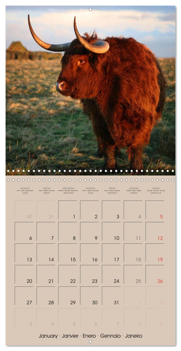 Highland Cows (CALVENDO Monthly Calendar 2025)