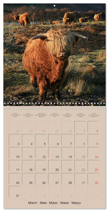 Highland Cows (CALVENDO Monthly Calendar 2025)