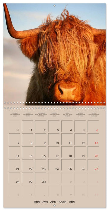 Highland Cows (CALVENDO Monthly Calendar 2025)