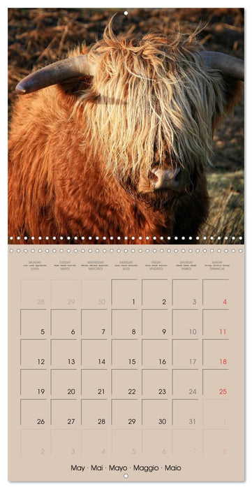 Highland Cows (CALVENDO Monthly Calendar 2025)