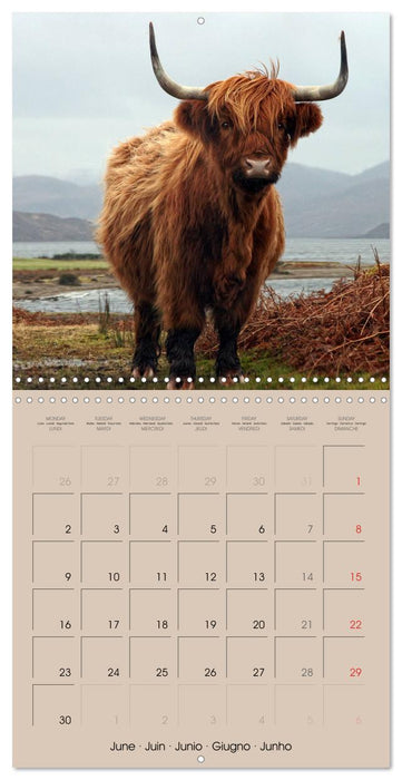 Highland Cows (CALVENDO Monthly Calendar 2025)