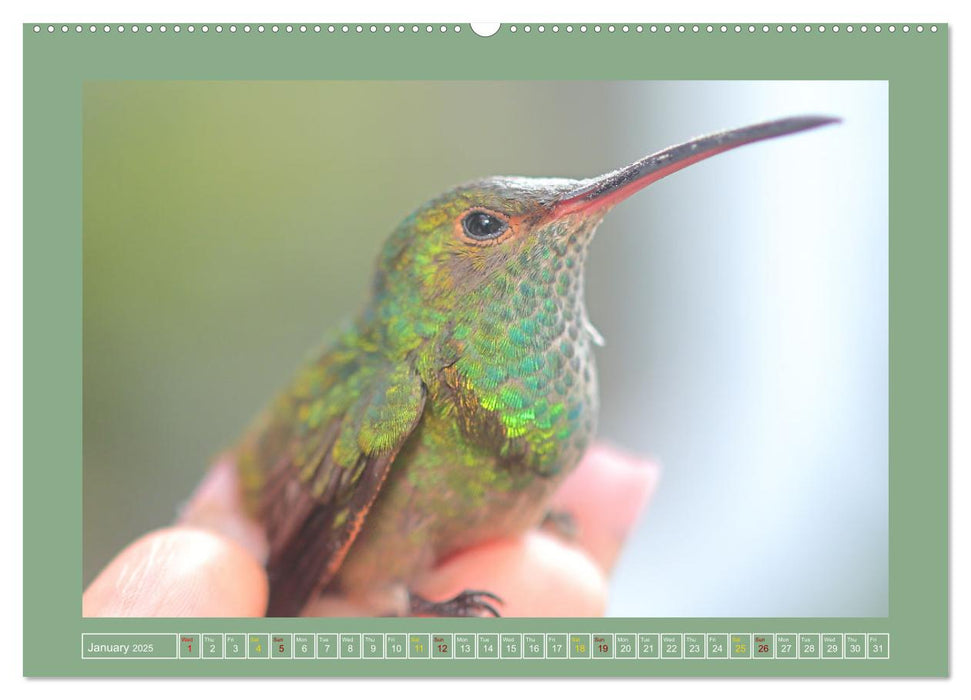 Some Costa Rican Birds (CALVENDO Monthly Calendar 2025)