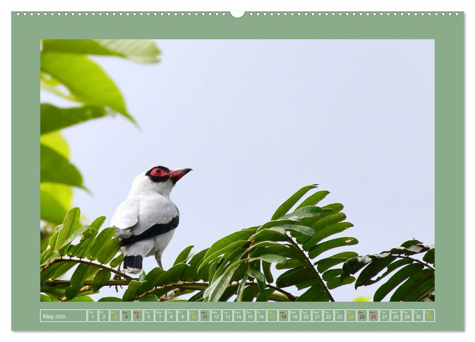 Some Costa Rican Birds (CALVENDO Monthly Calendar 2025)