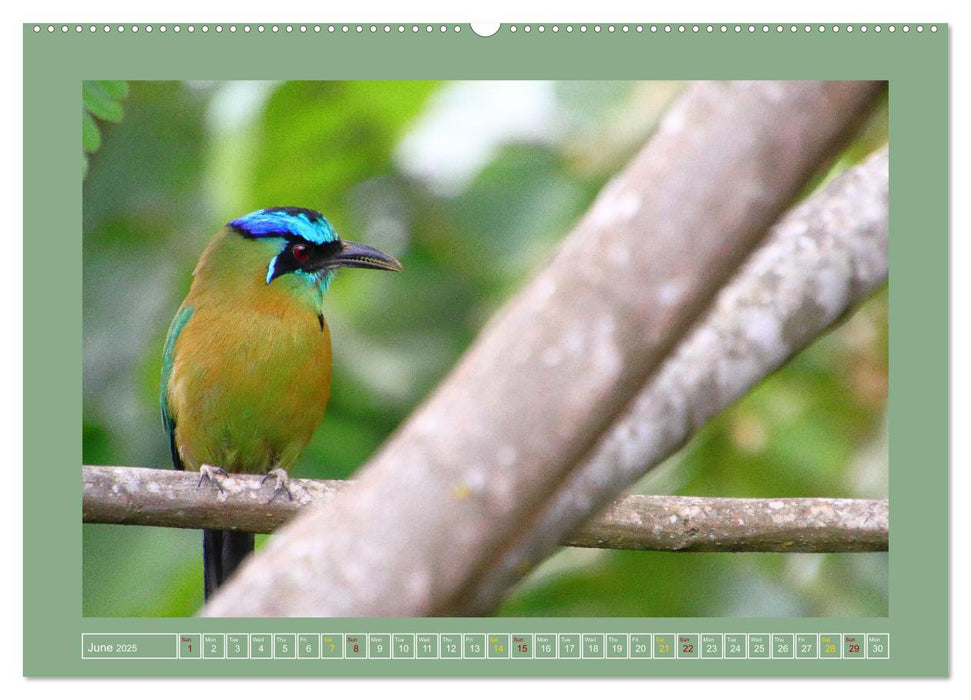 Some Costa Rican Birds (CALVENDO Monthly Calendar 2025)