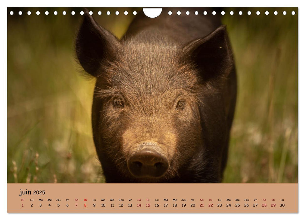 Les animaux de nos fermes (CALVENDO Calendrier mensuel 2025)