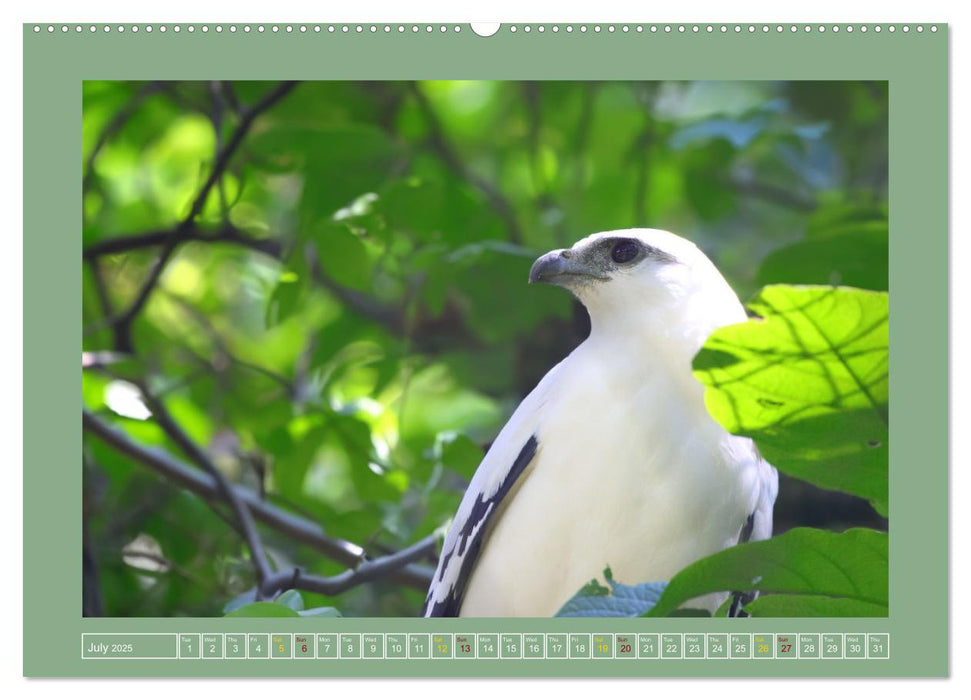 Some Costa Rican Birds (CALVENDO Premium-Calendar 2025)