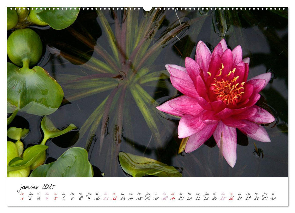 Nénuphars enchanteurs (CALVENDO Calendrier mensuel 2025)