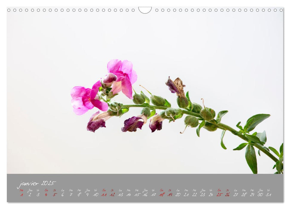 Des fleurs sur le chemin du matin (CALVENDO Calendrier mensuel 2025)