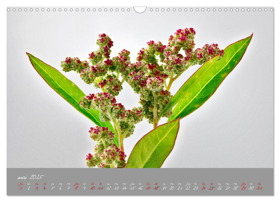 Des fleurs sur le chemin du matin (CALVENDO Calendrier mensuel 2025)