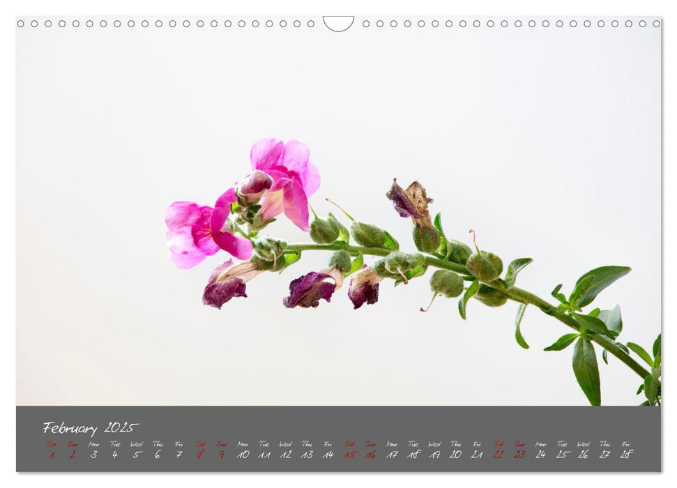 Plants on the way to tomorrow (CALVENDO Monthly Calendar 2025)