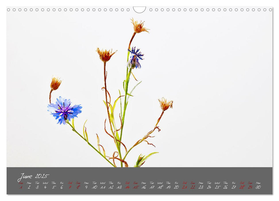 Plants on the way to tomorrow (CALVENDO Monthly Calendar 2025)