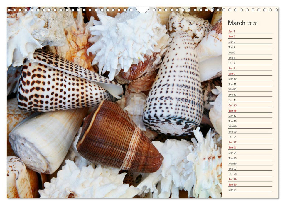 Shells, Stones and Sand (CALVENDO Monthly Calendar 2025)