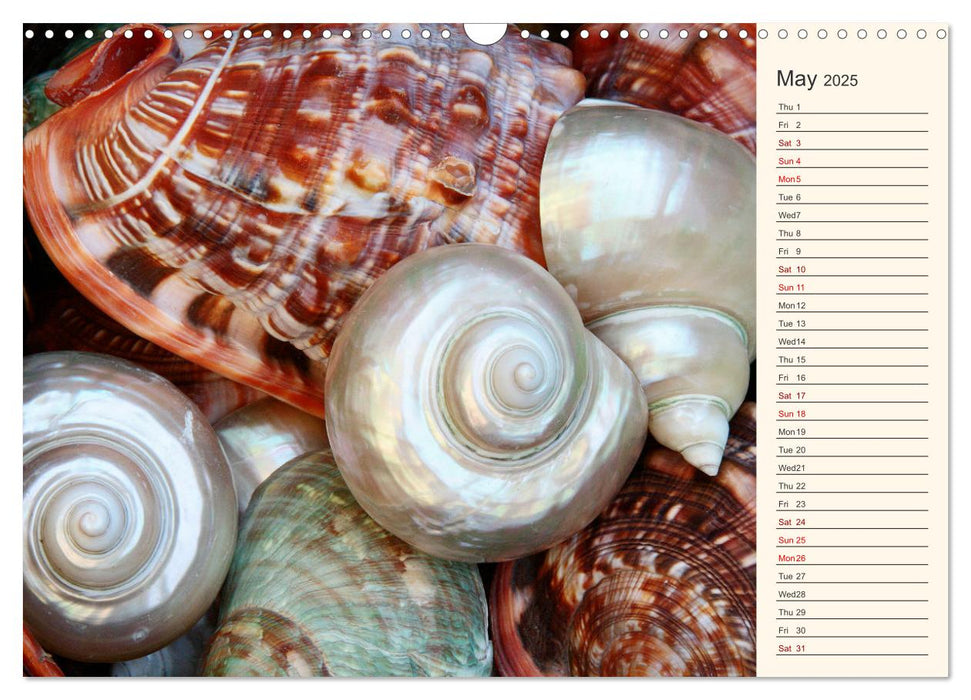 Shells, Stones and Sand (CALVENDO Monthly Calendar 2025)