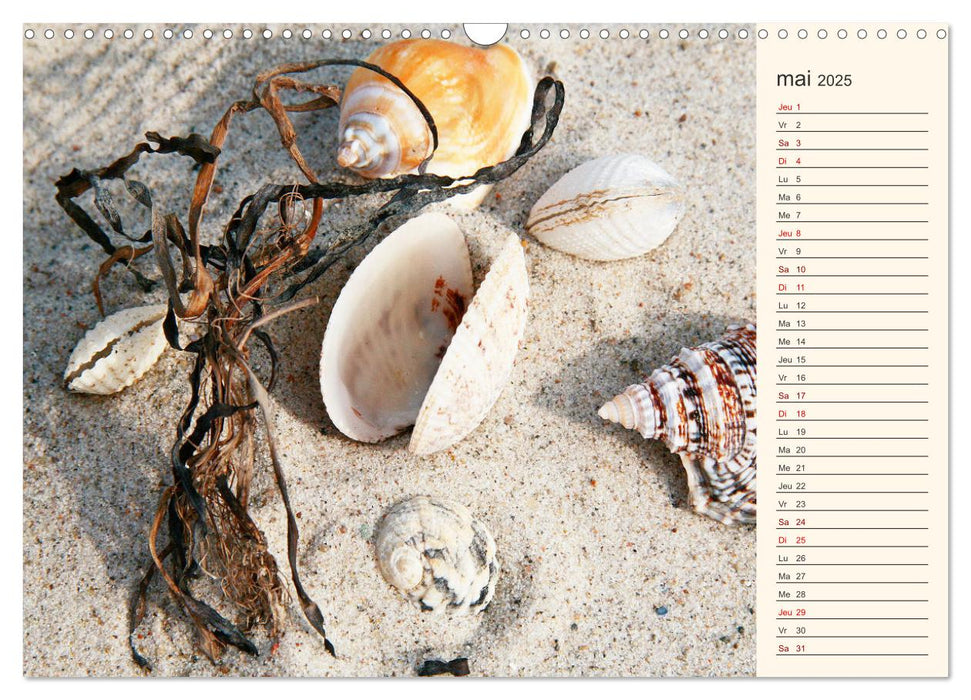 Coquillages, pierres et sable (CALVENDO Calendrier mensuel 2025)