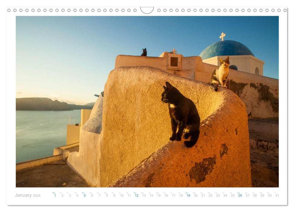 Cats of the Greek Islands (CALVENDO Monthly Calendar 2025)