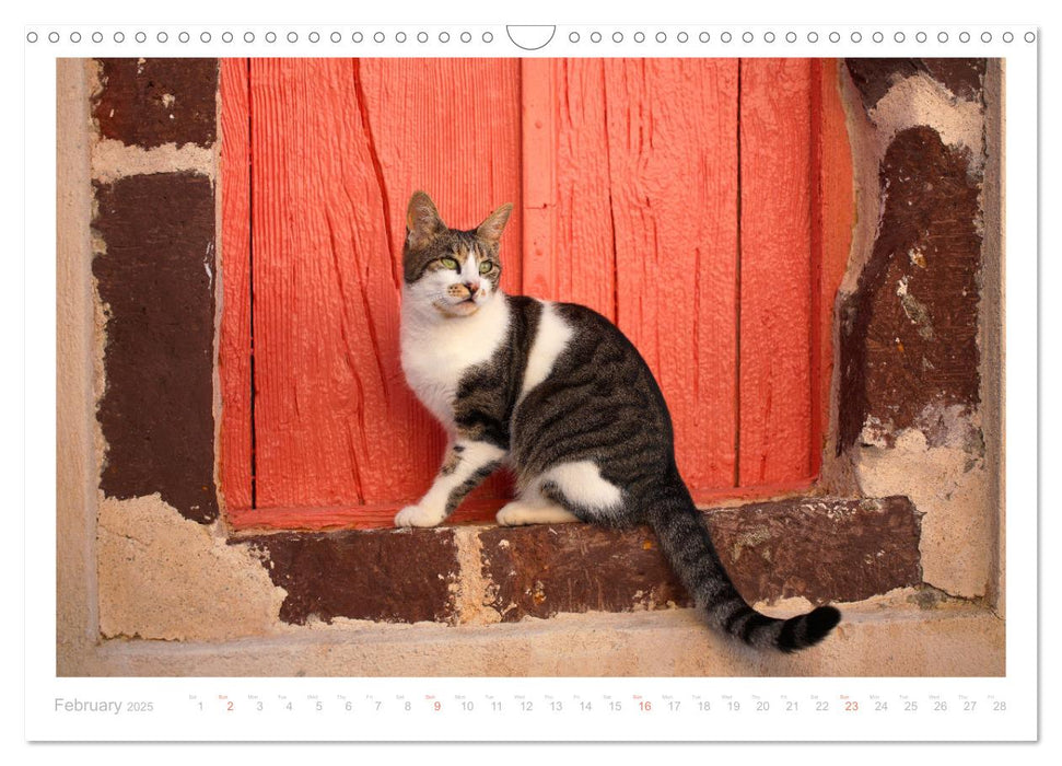 Cats of the Greek Islands (CALVENDO Monthly Calendar 2025)