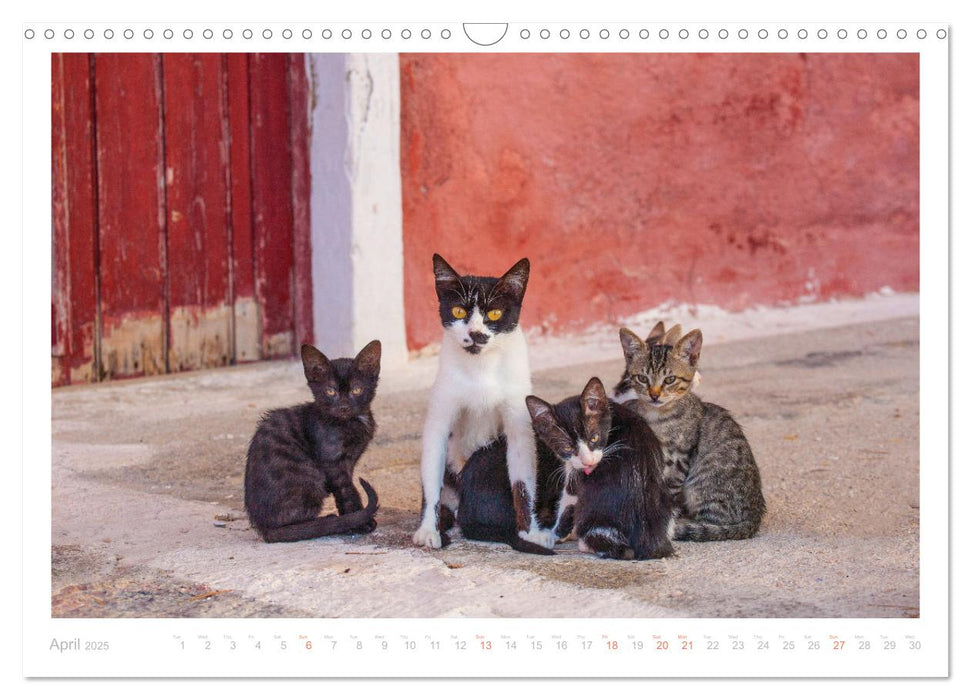 Cats of the Greek Islands (CALVENDO Monthly Calendar 2025)