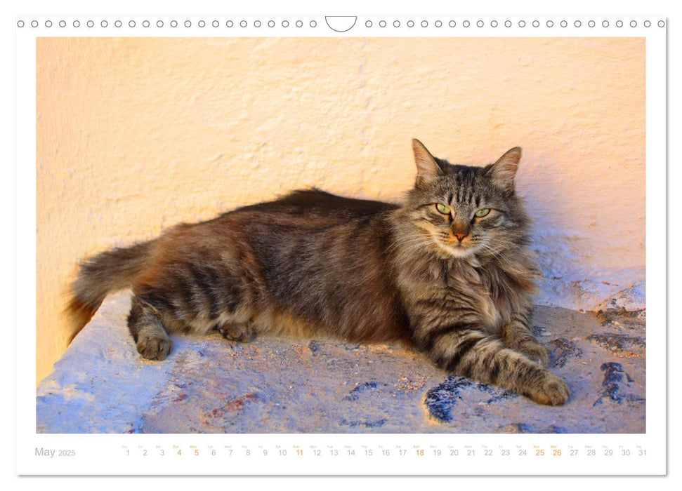 Cats of the Greek Islands (CALVENDO Monthly Calendar 2025)