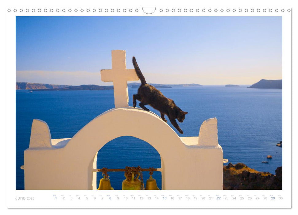 Cats of the Greek Islands (CALVENDO Monthly Calendar 2025)