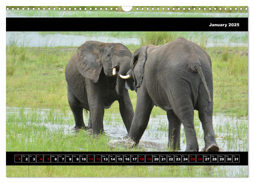 Elephants of Botswana (CALVENDO Monthly Calendar 2025)