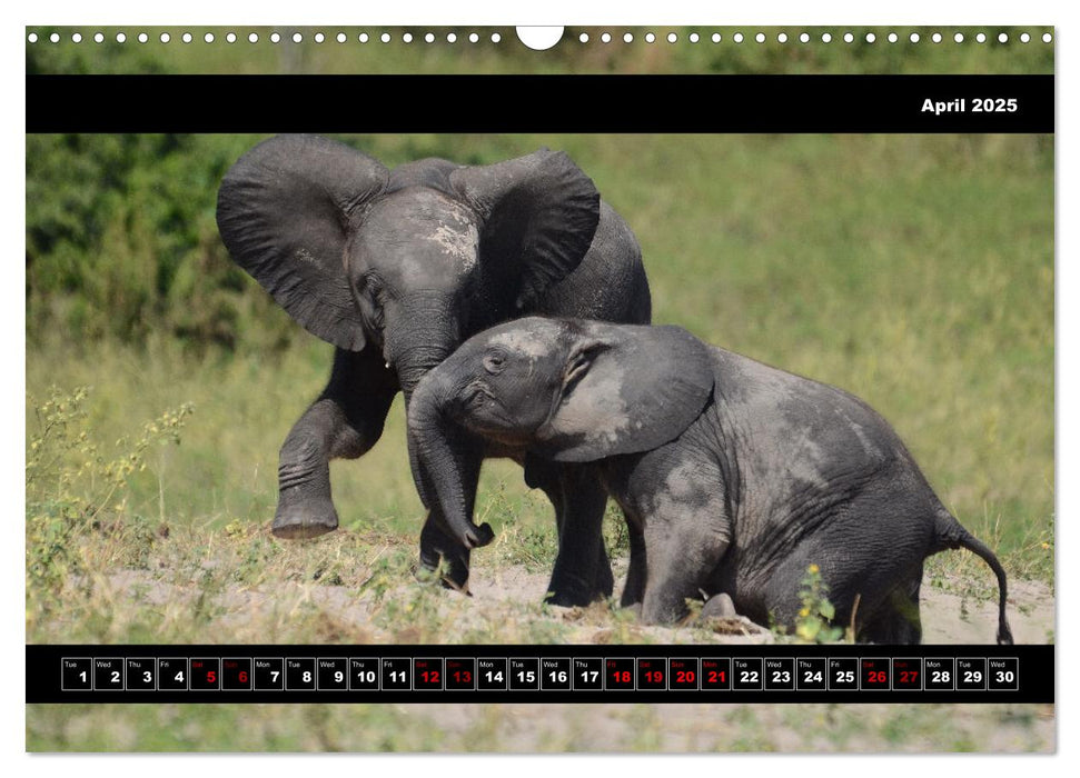 Elephants of Botswana (CALVENDO Monthly Calendar 2025)