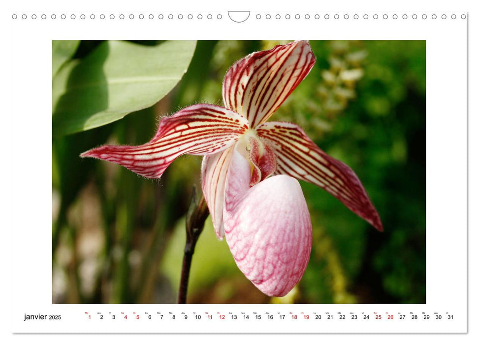 Mon rêve d'orchidées (CALVENDO Calendrier mensuel 2025)