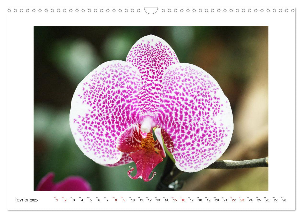 Mon rêve d'orchidées (CALVENDO Calendrier mensuel 2025)