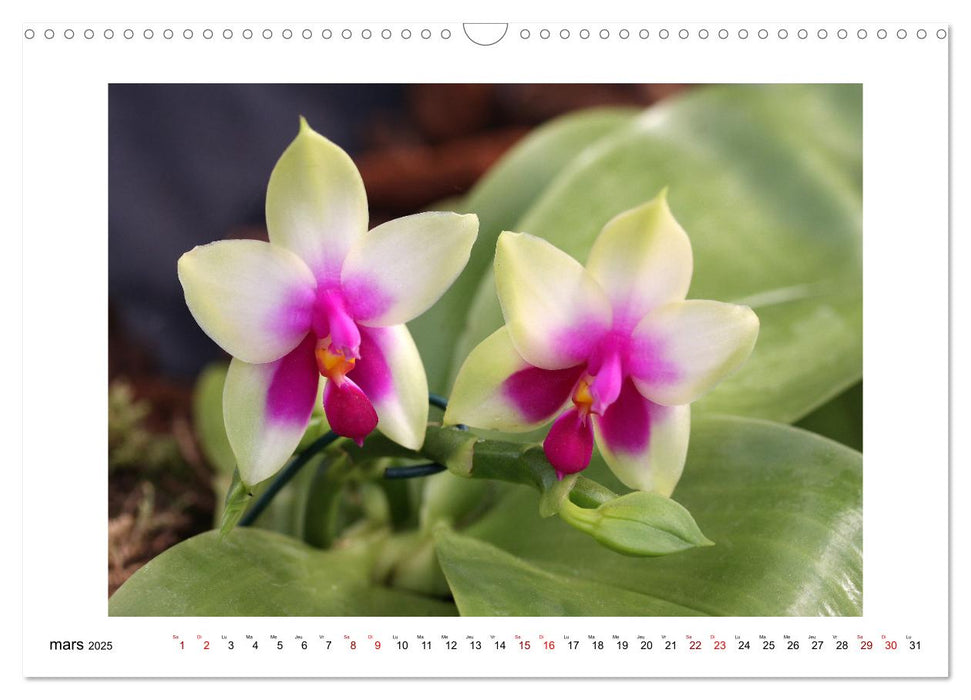 Mon rêve d'orchidées (CALVENDO Calendrier mensuel 2025)