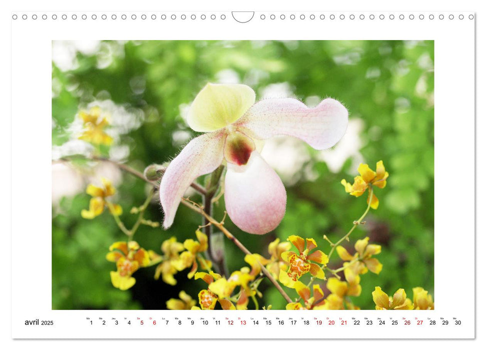 Mon rêve d'orchidées (CALVENDO Calendrier mensuel 2025)