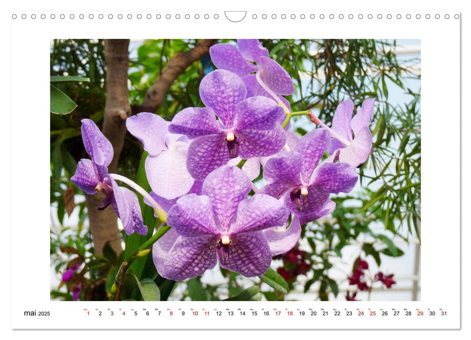 Mon rêve d'orchidées (CALVENDO Calendrier mensuel 2025)