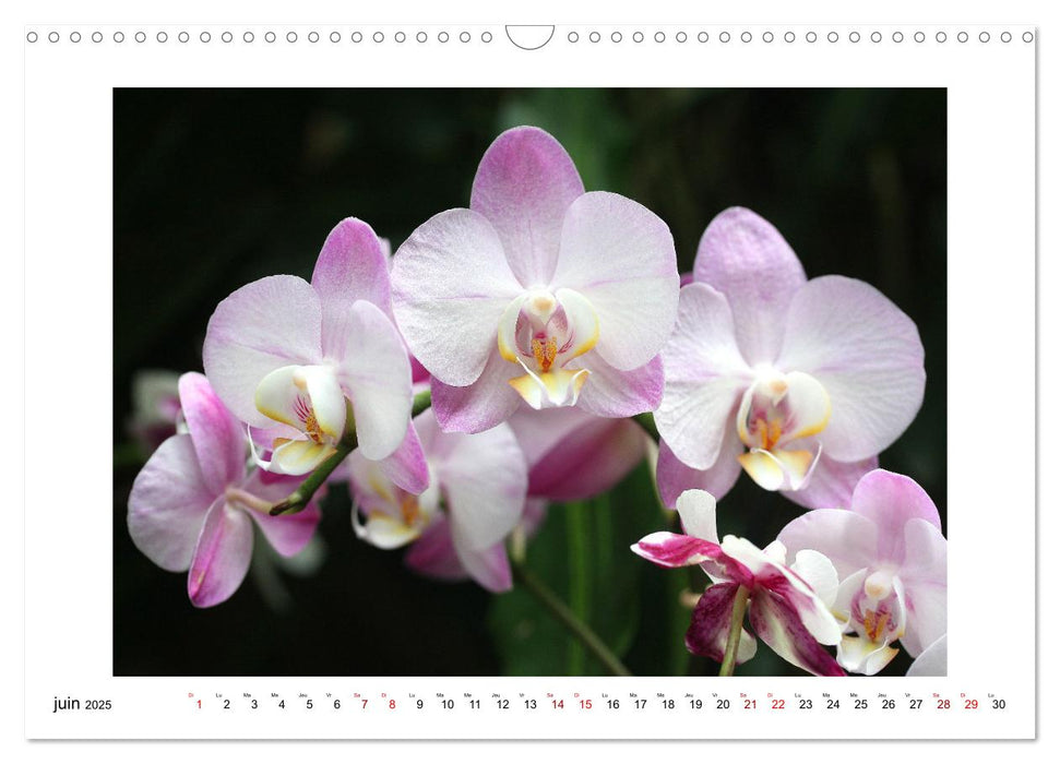 Mon rêve d'orchidées (CALVENDO Calendrier mensuel 2025)