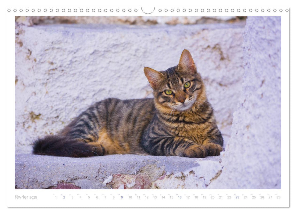 Chats des îles (CALVENDO Calendrier mensuel 2025)