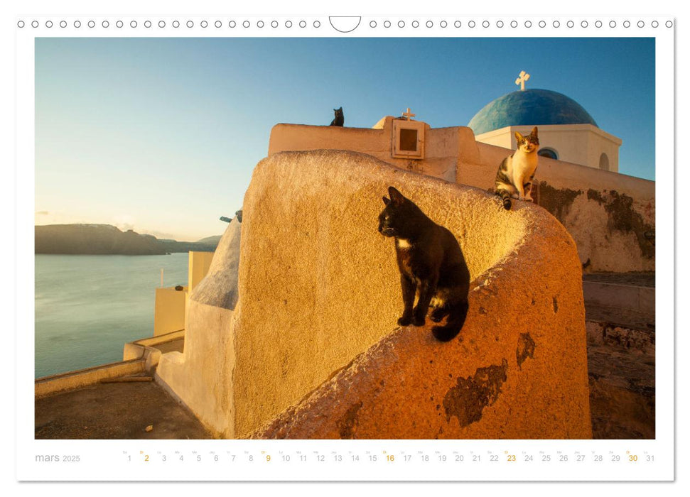 Chats des îles (CALVENDO Calendrier mensuel 2025)