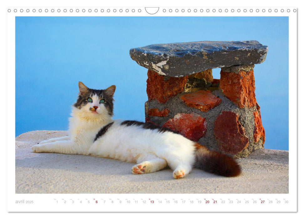 Chats des îles (CALVENDO Calendrier mensuel 2025)