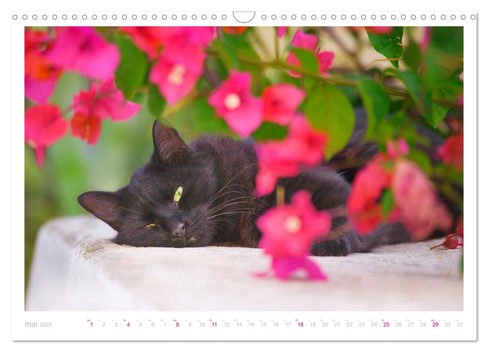 Chats des îles (CALVENDO Calendrier mensuel 2025)