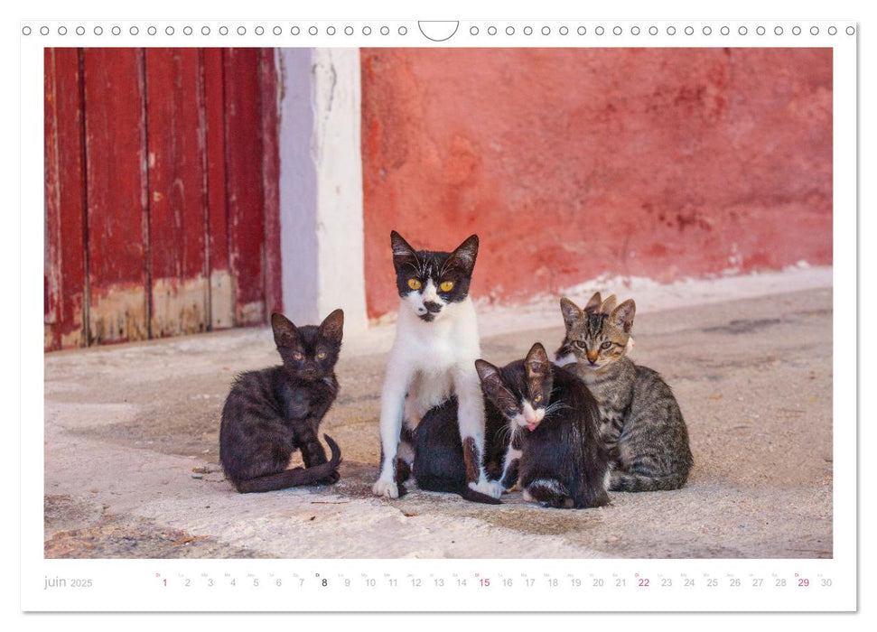 Chats des îles (CALVENDO Calendrier mensuel 2025)