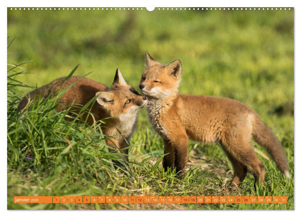 Renardeaux. Premiers pas sur la prairie (CALVENDO Calendrier supérieur 2025)