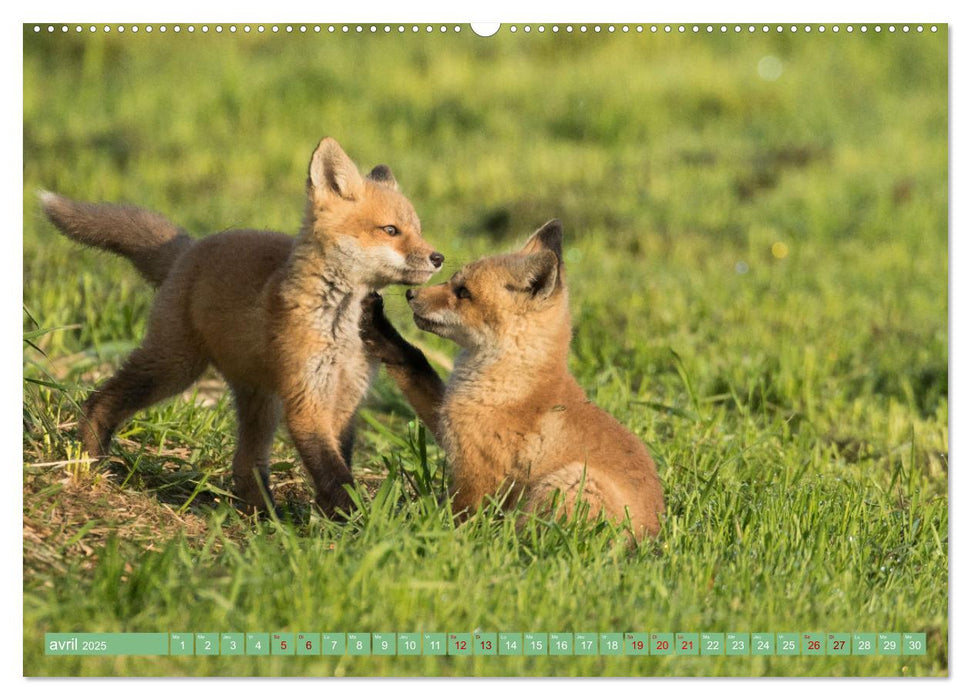 Renardeaux. Premiers pas sur la prairie (CALVENDO Calendrier supérieur 2025)