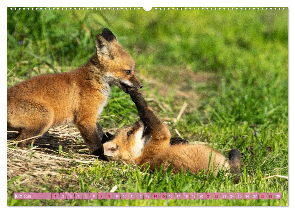 Renardeaux. Premiers pas sur la prairie (CALVENDO Calendrier supérieur 2025)