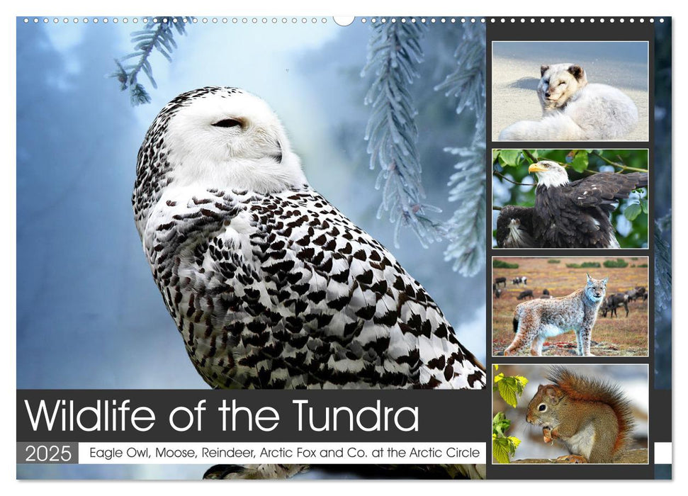 Wildlife of the Tundra (CALVENDO Monthly Calendar 2025)