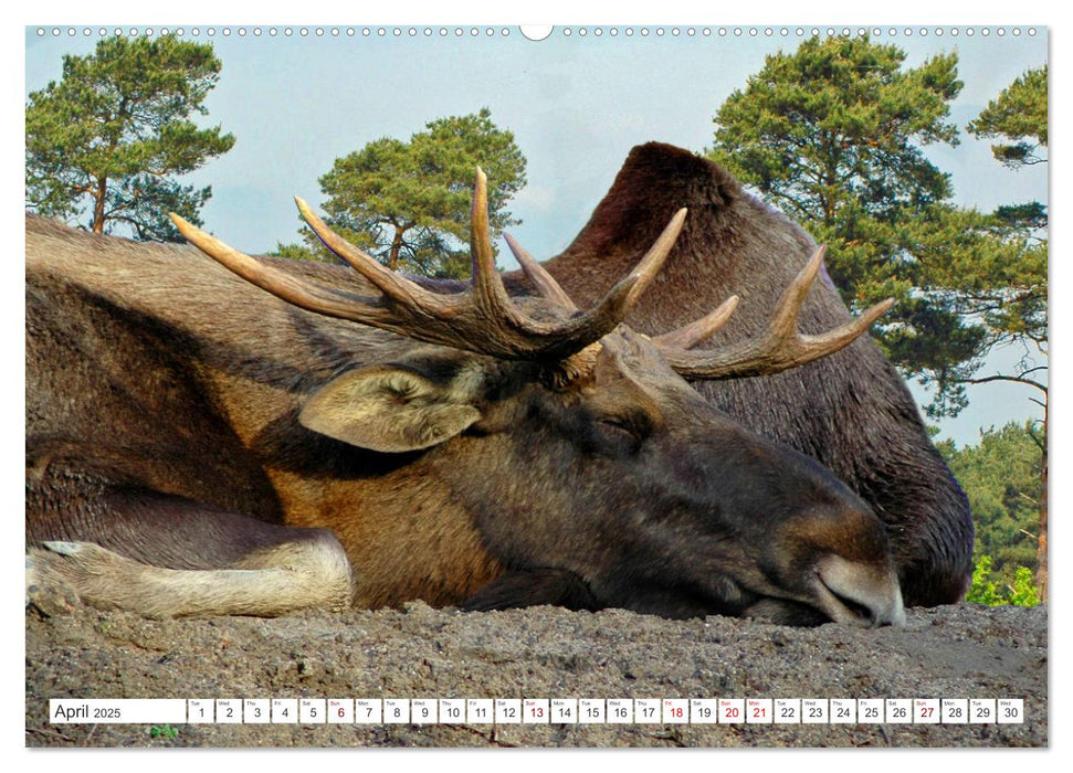 Wildlife of the Tundra (CALVENDO Monthly Calendar 2025)