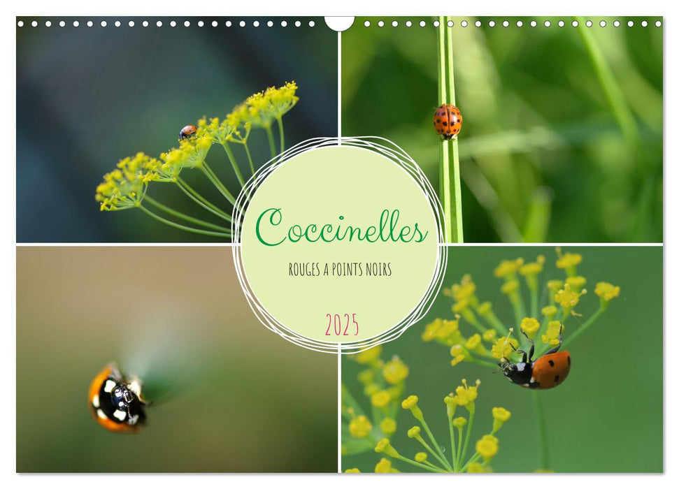 Coccinelles rouges à points noirs (CALVENDO Calendrier mensuel 2025)