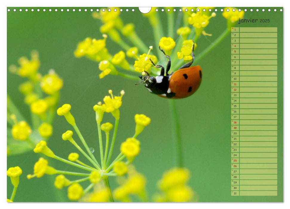 Coccinelles rouges à points noirs (CALVENDO Calendrier mensuel 2025)